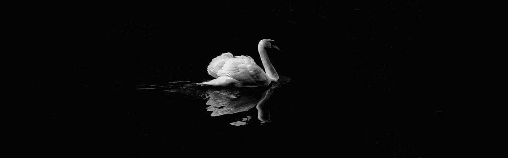 Professional Photograph of Swan
